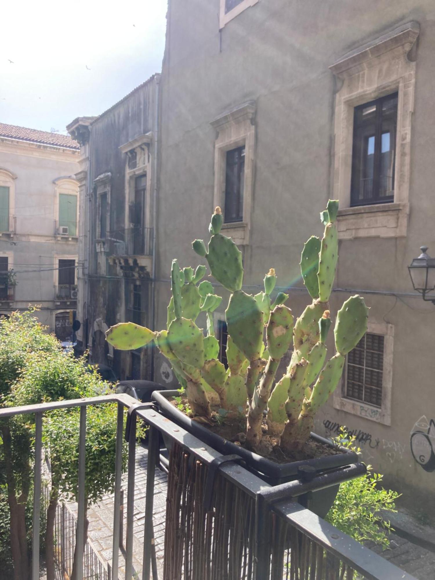 Aita Domus Appartement Catánia Buitenkant foto